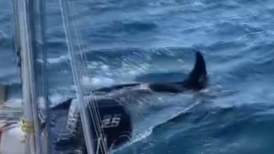 Photo of Balenat po i sulmojnë anijet pranë Spanjës dhe Portugalisë, publikohen edhe pamjet – një marinare rrëfen përjetimin e saj