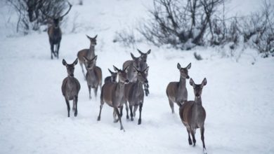 Photo of Beso ose jo, këto kafshë e ky vend fantastik ndodhet në Kosovë, do mahniteni me pamjet