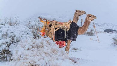 Photo of Pas 50 vitesh, bie borë në Arabinë Saudite