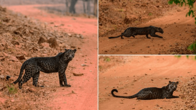 Photo of Një Leopard i zi, super i rrallë shfaqet për herë të parë