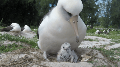 Photo of Zogu më i moshuar i botës, çel vezën në moshën 70-vjeçare