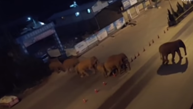 Photo of Autoritetet kineze alarmohen, tufa e elefantëve lë xhunglën e nis me shkatërruar qytetet (VIDEO)