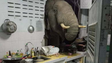 Photo of VIDEO/ Elefanti i uritur shemb murin, futet në kuzhinë dhe “vjedh” qesen me oriz