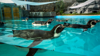 Photo of Për herë të parë pinguinë në Kopshtin Zoologjik të Shkupit