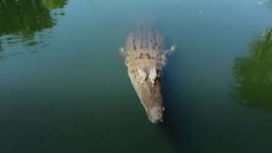 Photo of E pazakontë! Krokodili gjigant ‘kafshon’ dronin