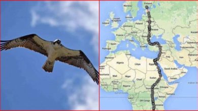 Photo of Një fajkua u ndoq përmes satelitit duke migruar nga Afrika e Jugut në Finlandë – fluturoi më shumë se 10.000 kilometra në 42 ditë
