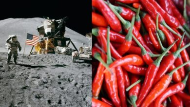 Photo of NASA kultivon speca djegës në Gjithësi