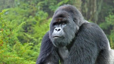 Photo of Ngordh gorilla më i vjetër në botë, dyshohet se shkaktar është Covidi(VIDEO)