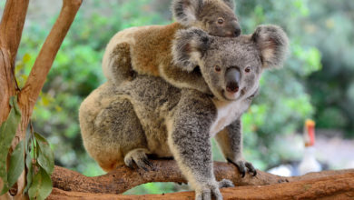 Photo of Australia i ka renditur koalat si specie të rrezikuara