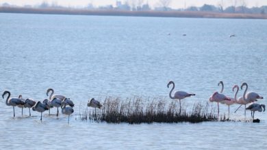 Photo of Flamingot popullojnë lagunën e Vainit në Lezhë, shpërblim i natyrës për qetësi