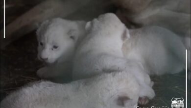 Photo of Pas më shumë se 20 vitesh në kopshtin zoologjik të Shkupit, lindën tre luanë (Foto)