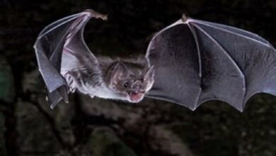 Photo of Shkenca sjell shpjegimin mbi lakuriqët-vampirë