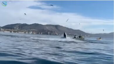 Photo of E frikshme balena godet dhe ‘fluturon’ varkën me turistë në Meksikë (VIDEO)