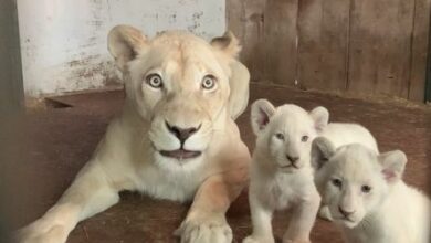 Photo of Pas 20 vitesh në Kopshtin Zoologjik të Shkupit lindin tre luanë të bardhë