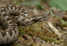Photo of Agjencioni për Mbrojtjen e Mjedisit bën thirrje të mos ngacmohen gjarpërinjtë në Gërmi