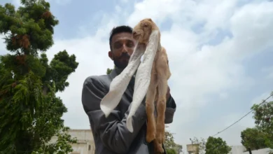 Photo of Keci me veshë super të gjatë, njihuni me rekordmenin e çuditshëm botëror (fotot)