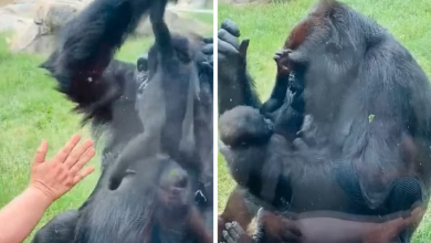 Photo of Gorrilla krenare ngre në ajër beben e sapolindur, e puth, ia tregon vizitorëve në kopshtin kanadez (video-foto)