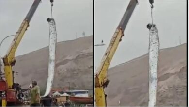 Photo of Kapet peshku 5 metra i gjatë, shokohen banorët: Sjell fatkeqësi, bëhuni gati për… (video)