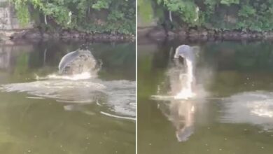 Photo of Një delfin i pabindur kapet duke notuar në një lumë në Konektikat