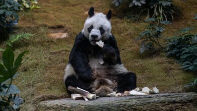 Photo of Ngordh panda më e vjetër në botë