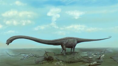 Photo of Burri gjen skelet dinosauri në oborrin e shtëpisë!