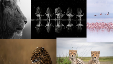 Photo of Fotot më unike të kafshëve në Afrikë të 130 fotografëve do të dhurohen për bamirësi