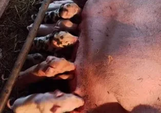 Photo of Një derr me dy gjini ka lindur në Shkup (Foto)