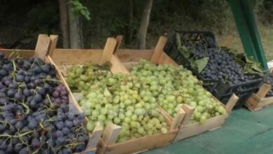Photo of Festivali i rrushit: Bojana shtroi bukë, rrush e zemër (VIDEO)