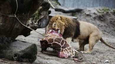 Photo of I japin luanit për të ngrënë xhirafën e ngordhur, publiku dënon kopshtin zoologjik