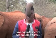 Photo of VIDEO, gazetari nuk mban dot të qeshurën, elefanti e ndëpret gjatë transmetimit dhe e kap nga hunda