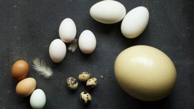 Photo of Çfarë domethënie kanë shenjat S, A dhe B në vezë