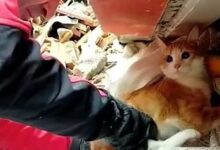 Photo of Momenti emocionues, macja nuk pranon të dalë nga rrënojat pa të zotin (VIDEO)