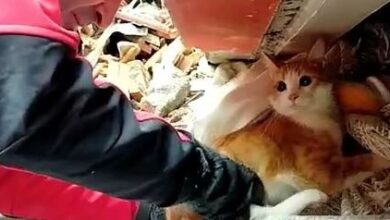 Photo of Momenti emocionues, macja nuk pranon të dalë nga rrënojat pa të zotin (VIDEO)