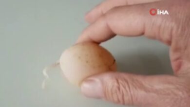 Photo of Çudi e madhe në Turqi, pulat bëjnë vezë me bisht: Shenjë nga Zoti!