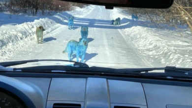 Photo of Qentë në Rusi marin ngjyrë të kaltër ja pse…