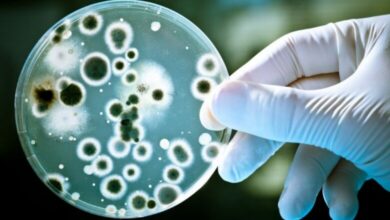 Photo of Një antibiotik i harruar i 80 viteve më parë mund të na shpëtojë nga superbakteret
