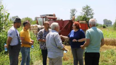 Photo of Zëvendësministreja Berisha: Korrje-shirja e grurit është ngjarja kryesore për bujqësinë në muajt e verës