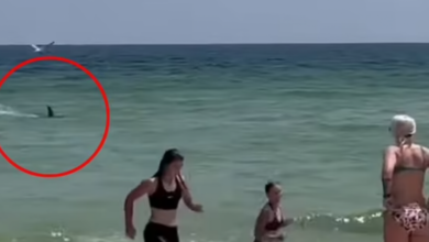 Photo of VIDEO/ Peshkaqeni tmerron pushuesit e një plazhi