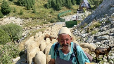 Photo of Bagëtia e bekuar te qendra e skitarisë në Brezovicë – Rrëfim interesant me plot kuriozitete