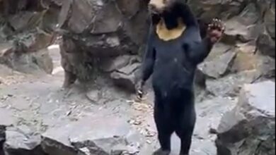 Photo of Pse ariu “Angela” është bërë viral? Kina mohon se është njeri i veshur me kostum (VIDEO)
