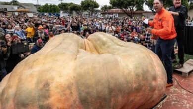 Photo of Amerikani thyen rekordin për kungullin gjigant 1,247 kilogram, e kishte ujitur 12 herë në ditë