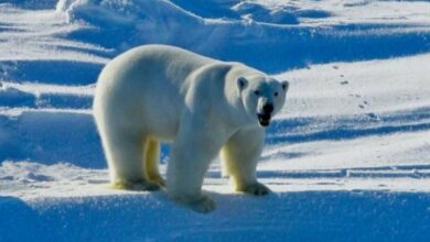 Photo of Virusi H5N1 përhapet edhe në zonat e largëta të planetit, ngordh ariu polar në Alaskë