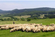 Photo of Shqipëria ndalon importin e bagëtive dhe shpendëve nga disa vende, shkak bëhen sëmundjet