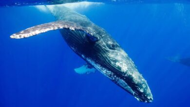 Photo of Zgjidhet nga shkencëtarët misteri i këngës së balenave!
