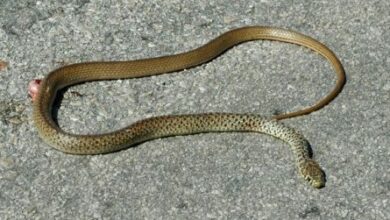 Photo of Ngrihet aktakuzë kundër të moshuarit në Serbi pasi që torturoi një gjarpër helmues në banesën e tij