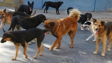Photo of Kafshohet nga një qen endacak i mituri në Tetovë
