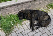 Photo of 40 sulme nga qentë endacakë për pesë muaj në Tetovë, ende nuk ka filluar trajtimi i tyre