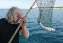 Photo of FOTO | Peshku më helmues në botë kapet në Kroaci: Helmi i tij mund të vrasë 30 njerëz