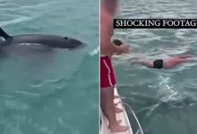 Photo of U hodh nga jahti dhe ra mbi balenën, burri nga Zelanda e Re dënohet me 600 dollarë