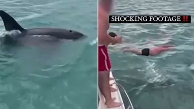 Photo of U hodh nga jahti dhe ra mbi balenën, burri nga Zelanda e Re dënohet me 600 dollarë